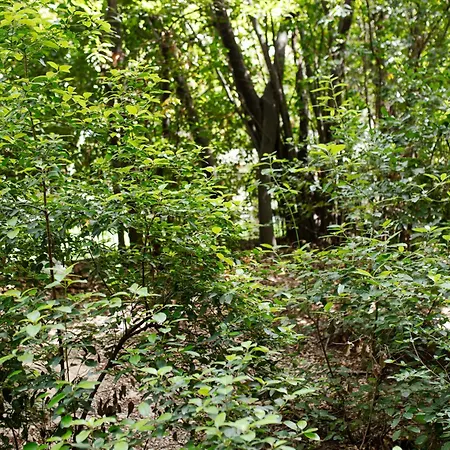 Mediterranean Bliss Near Old Town And * 斯普利特